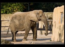 slon africk