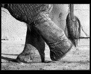 slon africk foto