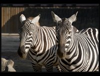 zebra