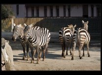 zebra fotografie