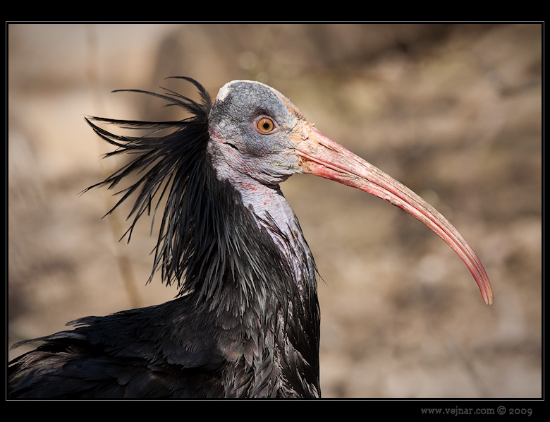 ibis skaln