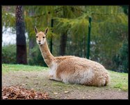 guanako foto