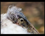 marabu africk