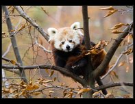 panda erven
