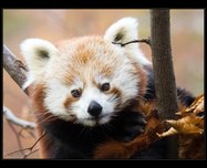 panda erven foto