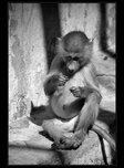 pavin zoo
