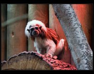 tamarn pin zoo