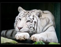 tygr bílý foto