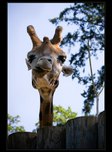 žirafa foto