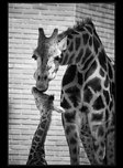 irafy v zoo