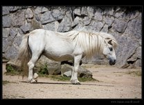 zoo liberec 06