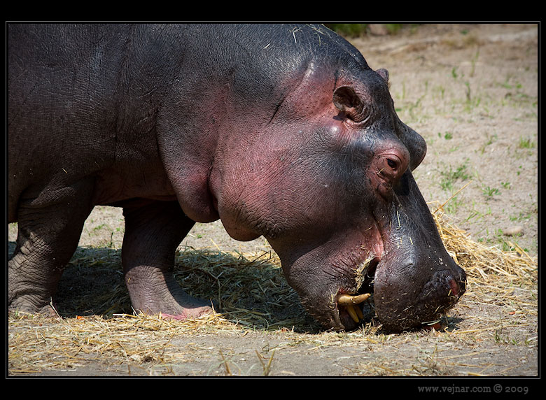 Zoo Praha 02