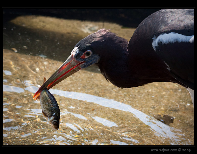 Zoo Praha 03
