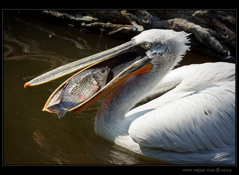 Zoo Praha 04