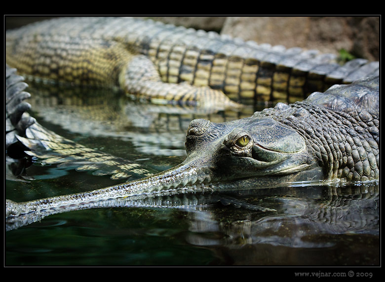 Zoo Praha 05