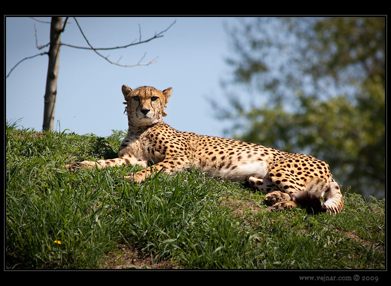Zoo Praha 06