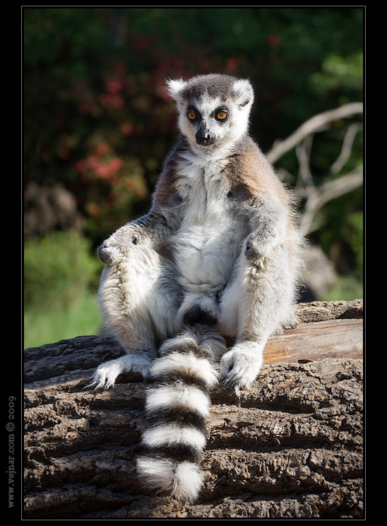 Zoo Praha 08