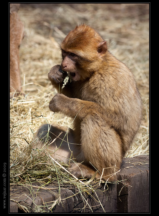 Zoo Praha 09