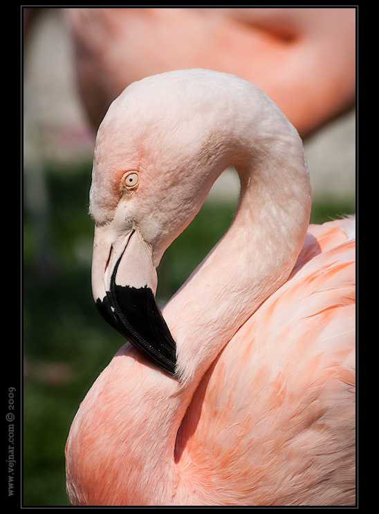 Zoo Praha 10