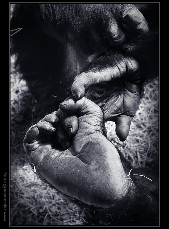 Zoo Praha 12