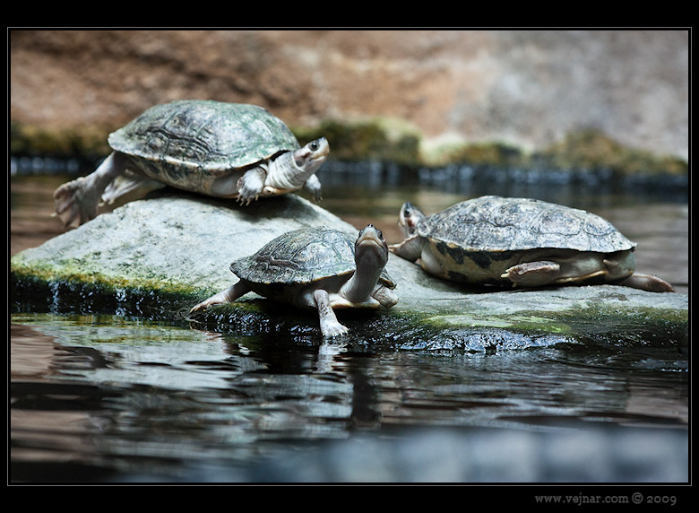 Zoo Praha 13