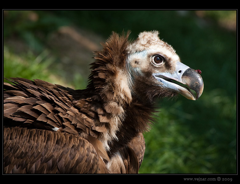 Zoo Praha 15