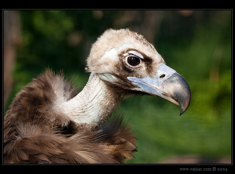 Zoo Praha 16