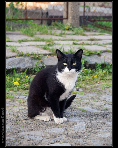 koka